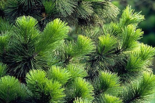 igle za zdravljenje prostatitisa